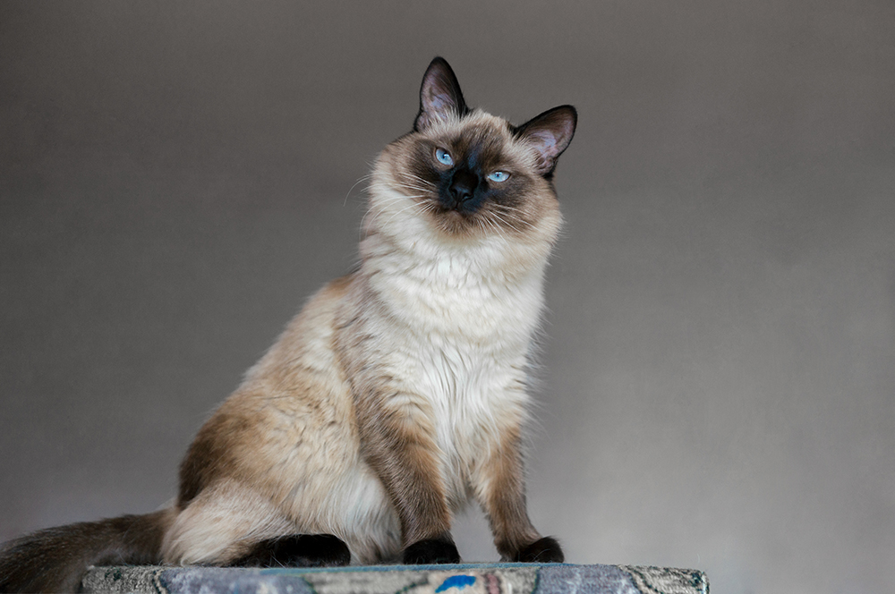 12 Longest Living Cat Breeds (With Info & Pictures)
