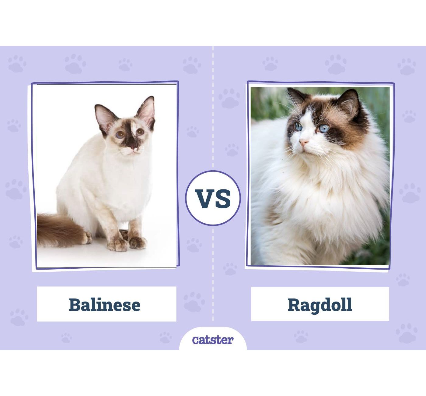 Balinese Cat vs. Ragdoll Cat: Key Differences (With Pictures)