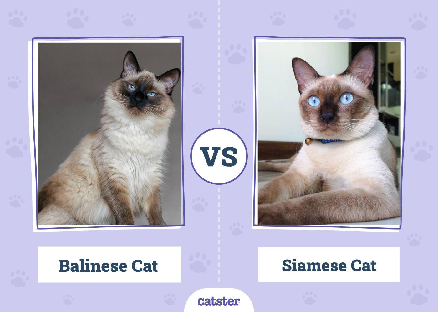 Balinese vs Siamese Cat: What's the Difference? (With Pictures)