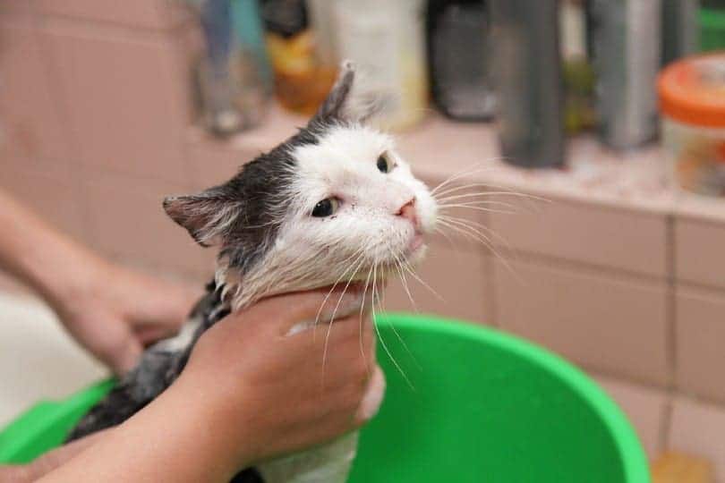How to Give a Cat a Flea Bath Without Getting Scratched: 3 Vet-Verified Tips