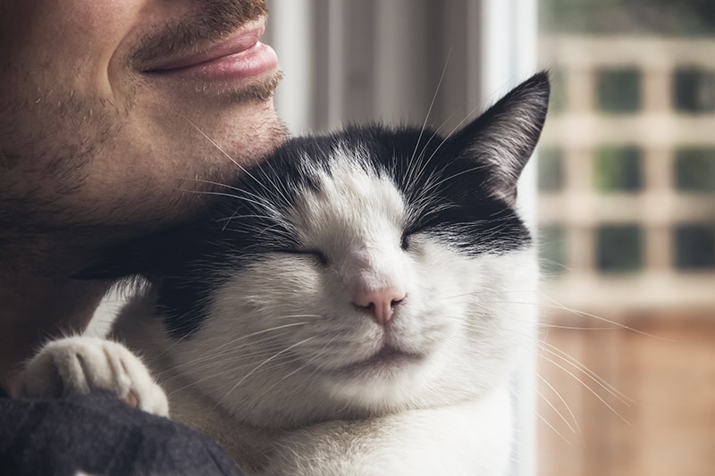 Why Do Cats Like Beards? 7 Vet-Reviewed Reasons