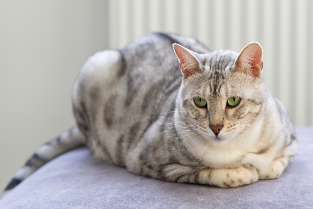 Silver Bengal Cat Breed: Info, Pictures, Origins & History