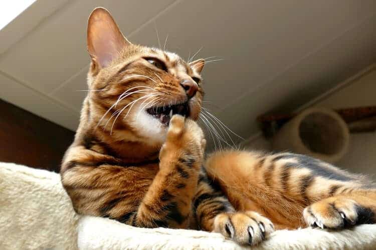 My Cat Stopped Grooming: Vet-Reviewed Reasons & Advice