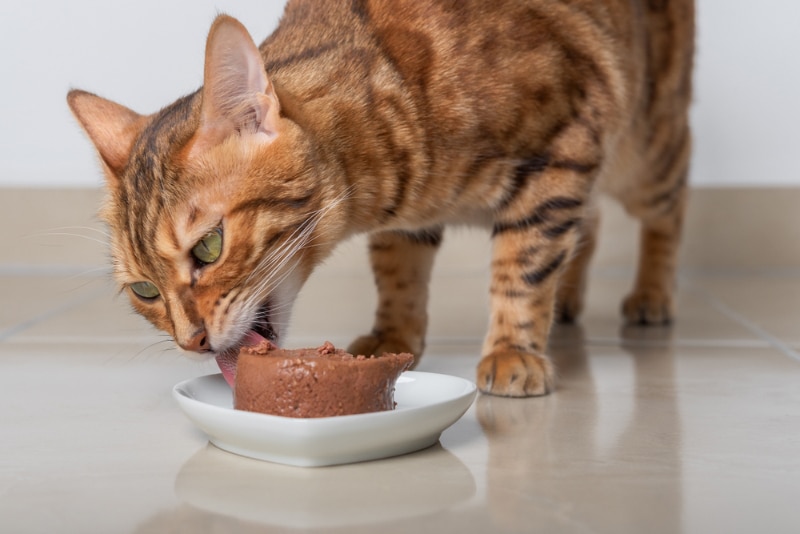 How Do Cats Taste Their Food? Vet-Approved Anatomy Facts