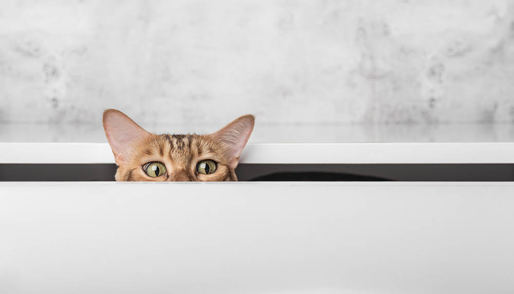 Cats & Stalking: Why Do They Do It? 4 Vet-Reviewed Reasons