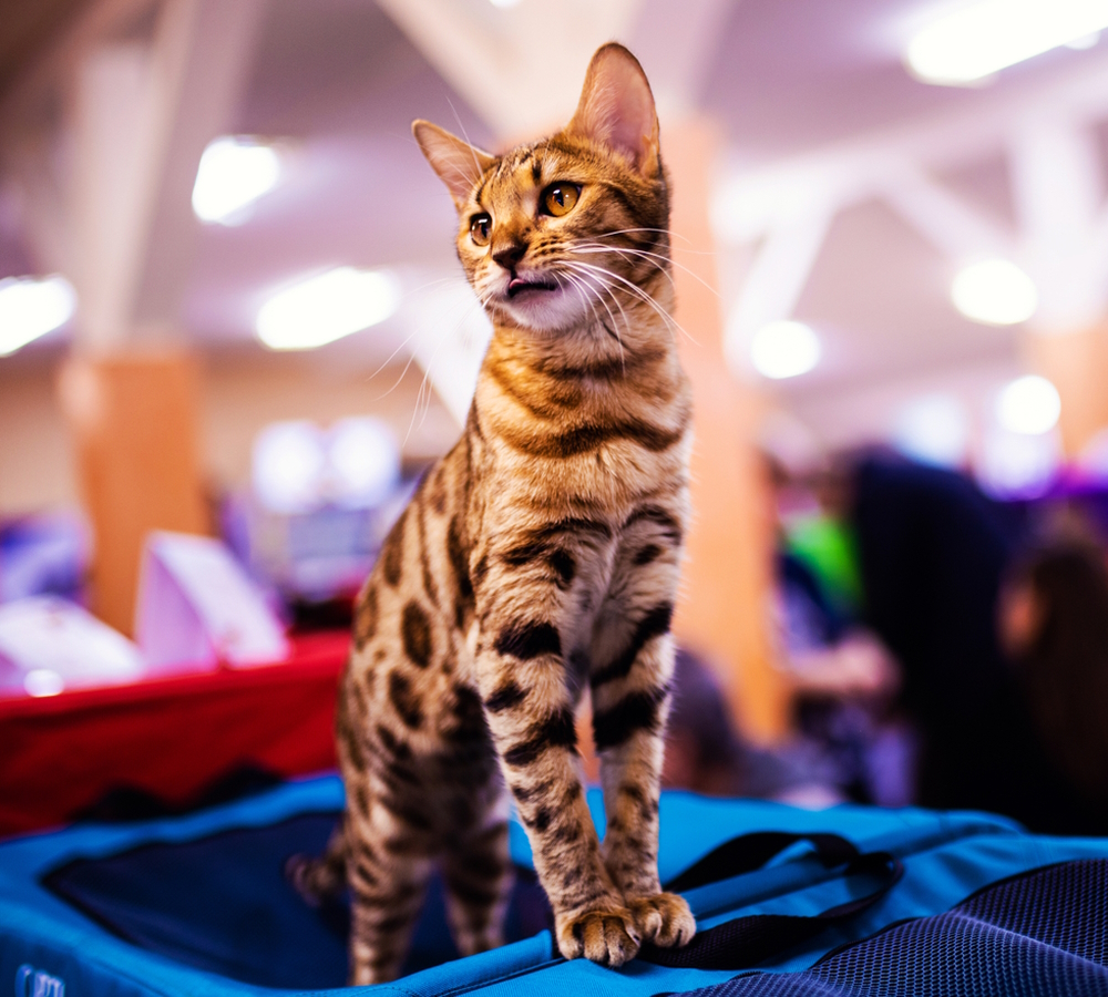 Top 10 Pet Trade Shows in North America (2026 Update)