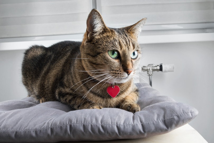 10 Best Cat ID Tags in 2026 – Reviews & Top Picks