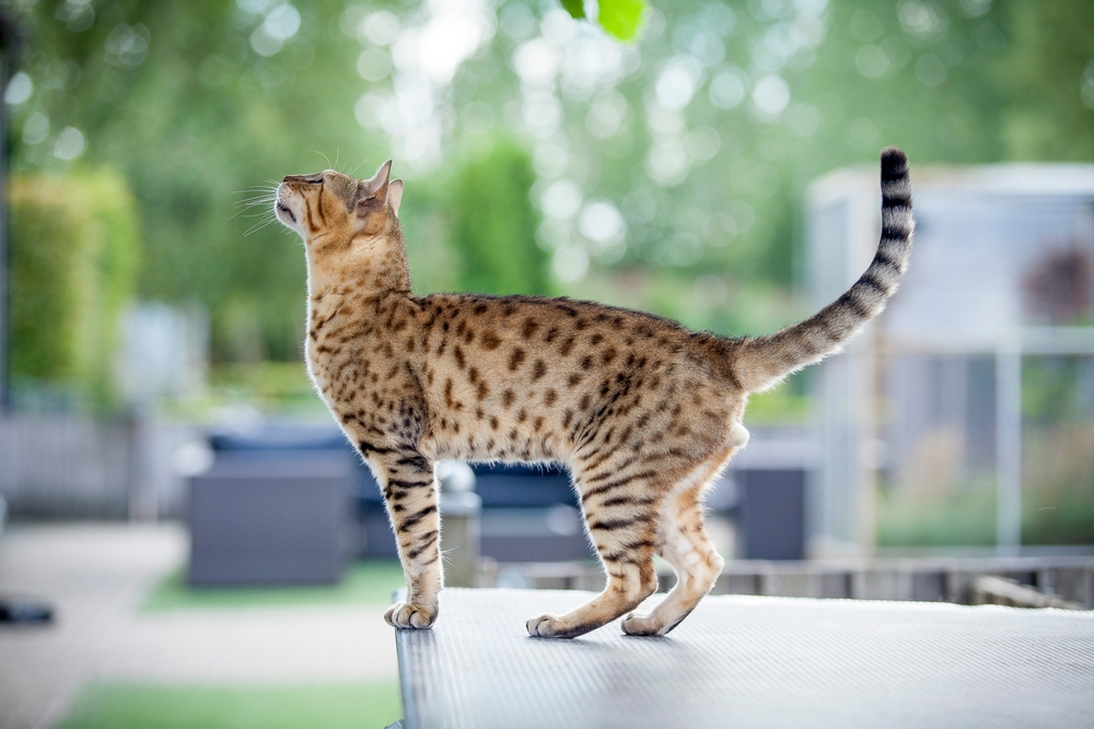 bengal-cat-looking-up