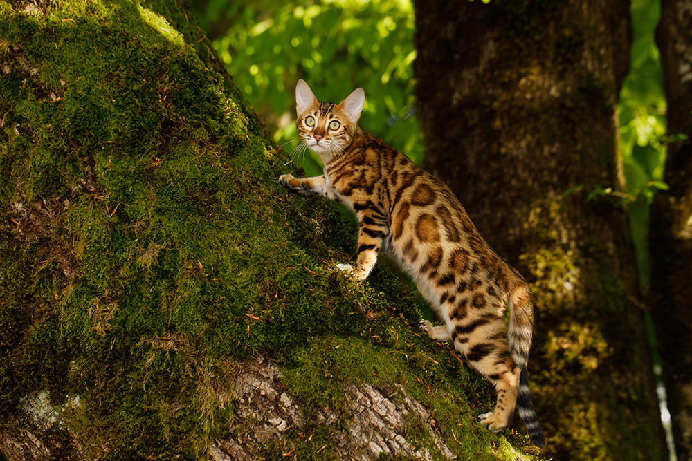 How to Discipline a Bengal Cat: 6 Vet-Verified Tips & Tricks