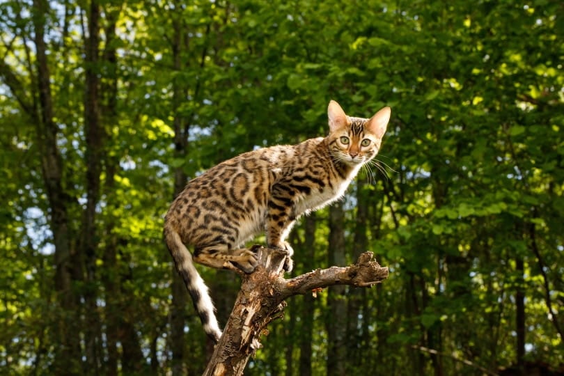 20 Interesting & Unique Bengal Cat Facts (2026 Update)