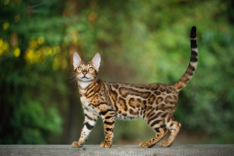 Caring For a 1-Year-Old Cat: Vet-Reviewed Health & Wellness Tips