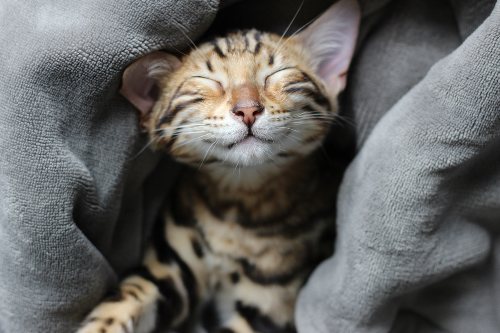 Different Types of Cat Purrs: Vet-Reviewed Sounds & Science Explanation (With Videos)