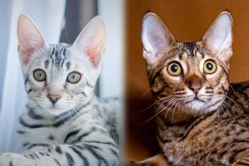 Bengal Savannah Cat Mix: Info, Pictures, Temperament & Traits