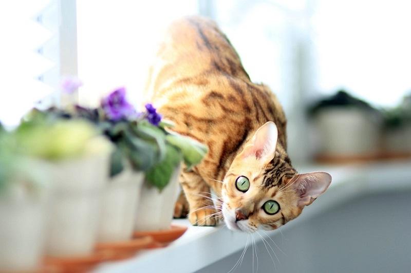 Are Bengal Cats Hypoallergenic? Vet-Verified Breed Facts & FAQ
