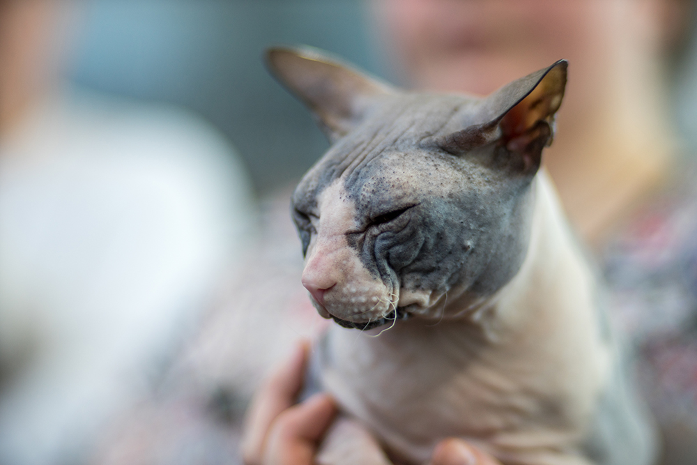 bicolor donskoy cat