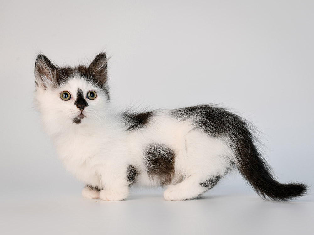 10 Munchkin Cat Facts: Origin, Appearance & More
