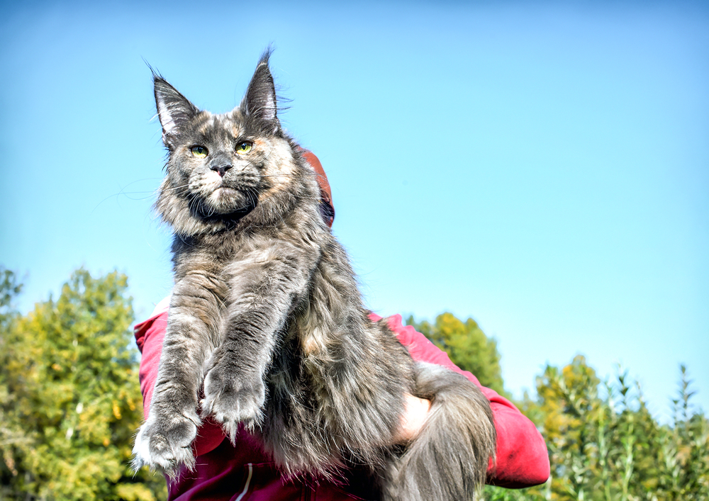 Maine Coon Cat Size: Info, Pictures & Height Comparison Chart (Vet-Verified)