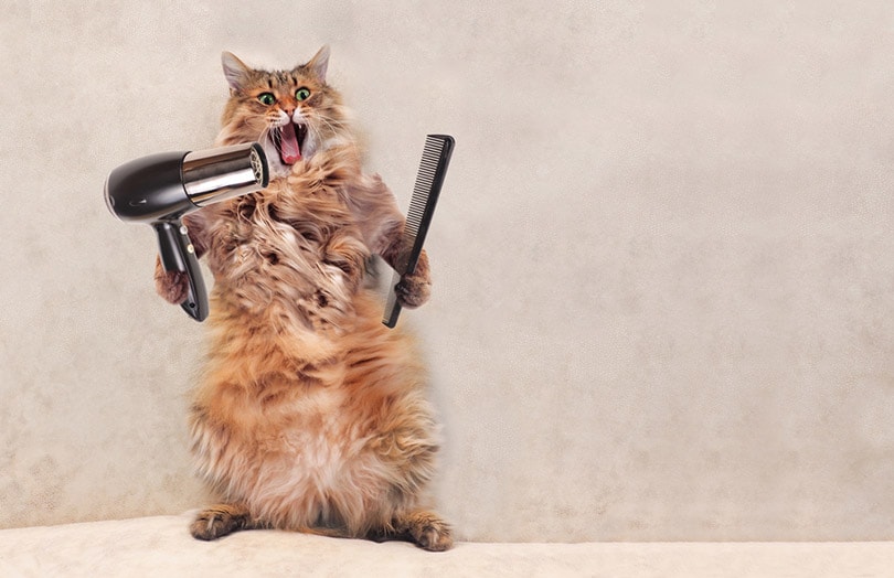 18 Silly Cat Pics You'll Love (Updated in 2026)
