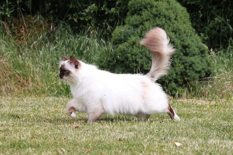 Free-Roaming Cats: Vet-Reviewed Pros, Cons & Legalities