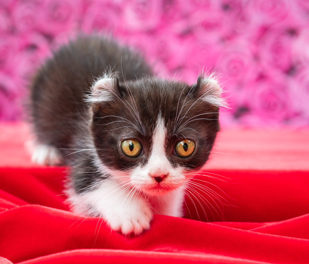 black and white kinkalow kitten
