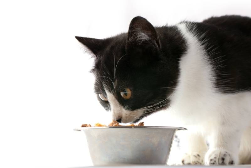 6 Best Fresh Cat Food Delivery Services in the UK in 2026 - Reviews & Top Picks