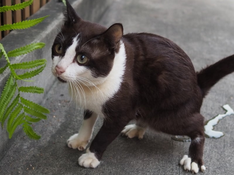 What Causes UTIs (Urinary Tract Infections) in Cats (Vet Answer)