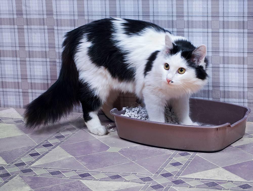 9 Best Cat Litters for Odor Control in Canada in 2026: Reviews & Top Picks