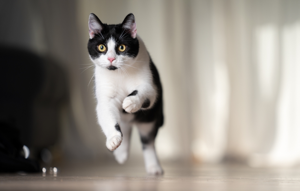 How Can I Tell If My Cat Is Overstimulated? 10 Vet-Reviewed Signs to Look For
