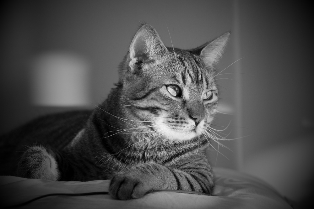 black and white photo of a cat