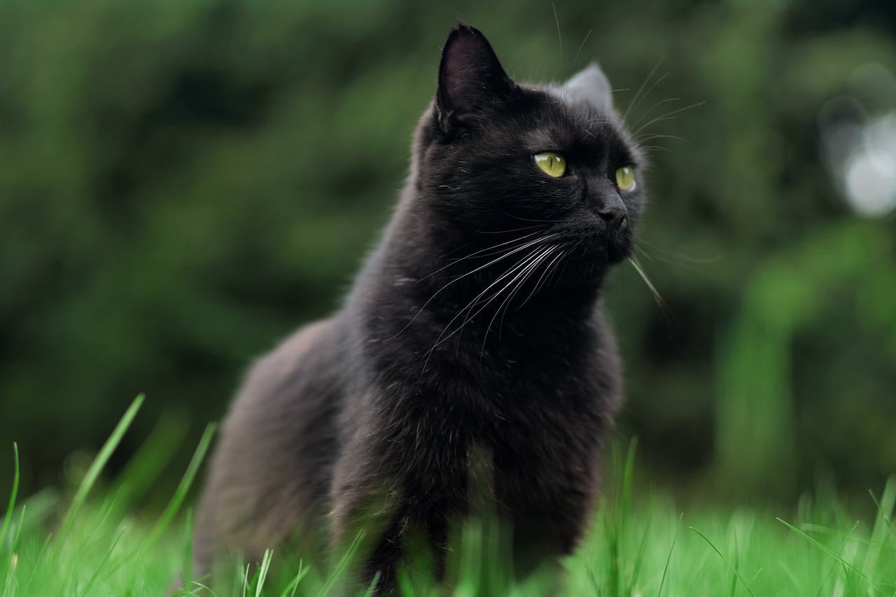 Are Black Cats Good Luck? 10 Positive Beliefs From Around the World
