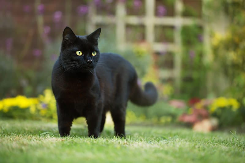 Can You Keep a Cat Outdoors Safely? Vet-Reviewed Safety Tips & Precautions