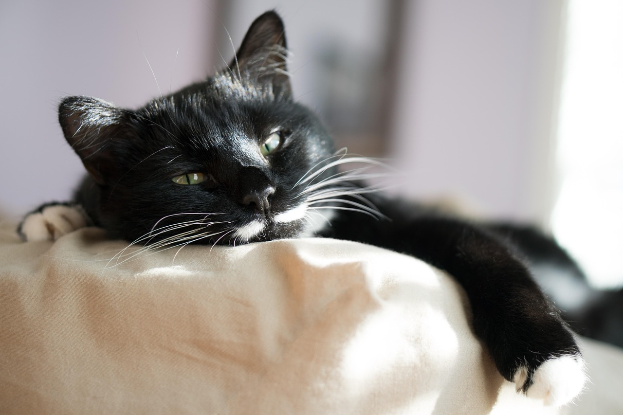 black cat lying on couch