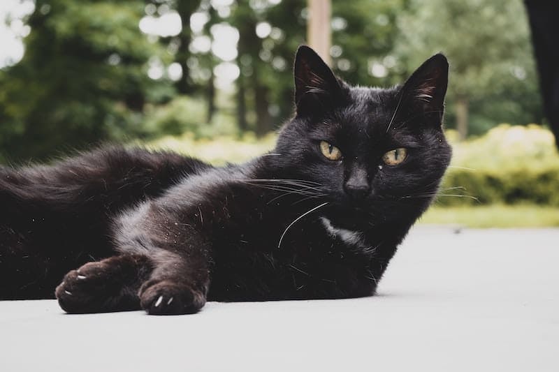 50 Black Cat Memes – Silly & Adorable Felines