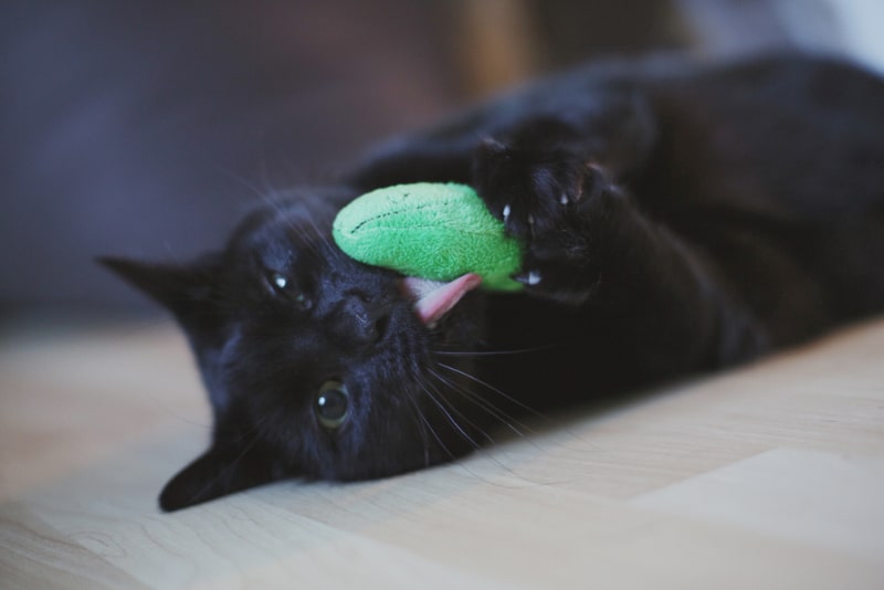 Black cat playing with a catnip-filled toy