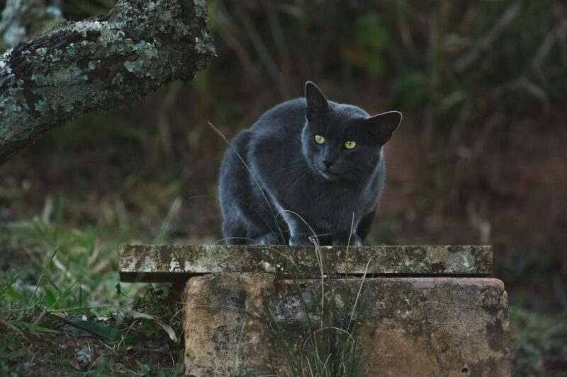 Are Black Cats in Danger on Halloween? The Real Problem Explained