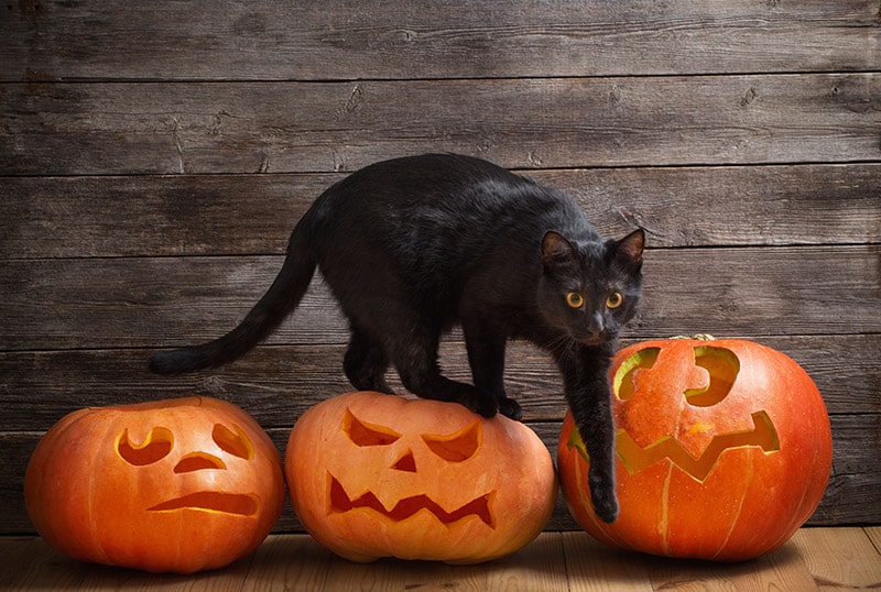 10 Halloween Safety Tips for Your Cat: Vet-Approved Advice