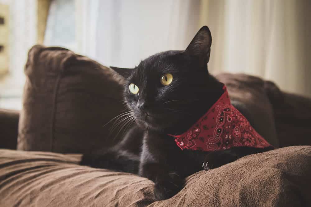 11 Free DIY Cat Bandanas You Can Make at Home (With Pictures)