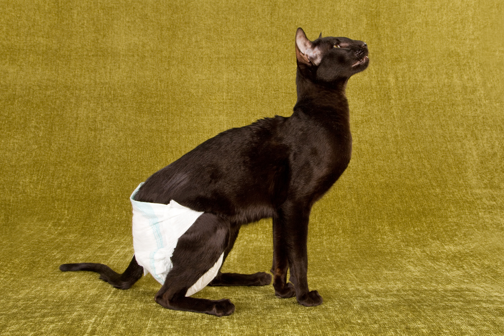 Pros & Cons of Using Cat Diapers: Is It Right for Your Cat? Vet-Reviewed Info