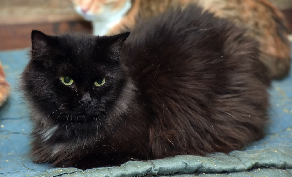 National Black Cat Appreciation Day: When Is It and How Is It Celebrated?