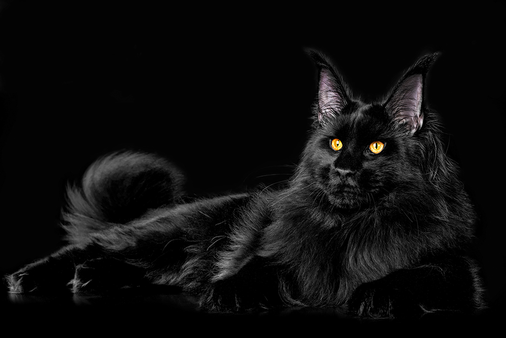 Black Maine Coon Cat Breed: Info, Pictures, Traits & More
