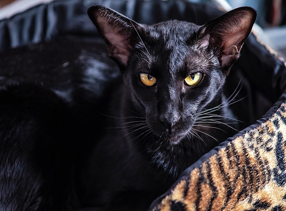 100+ Black Cat Names: Unique & Fun Ideas