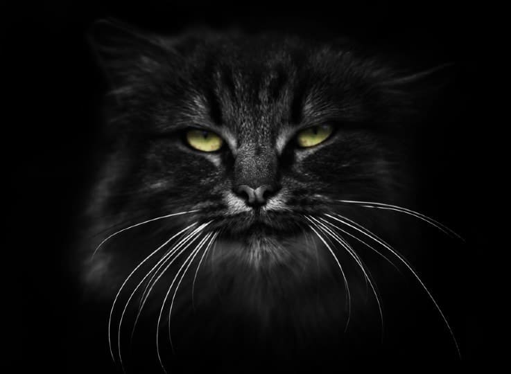 Black Ragdoll Cat Breed Info: Pictures, Temperament & Traits