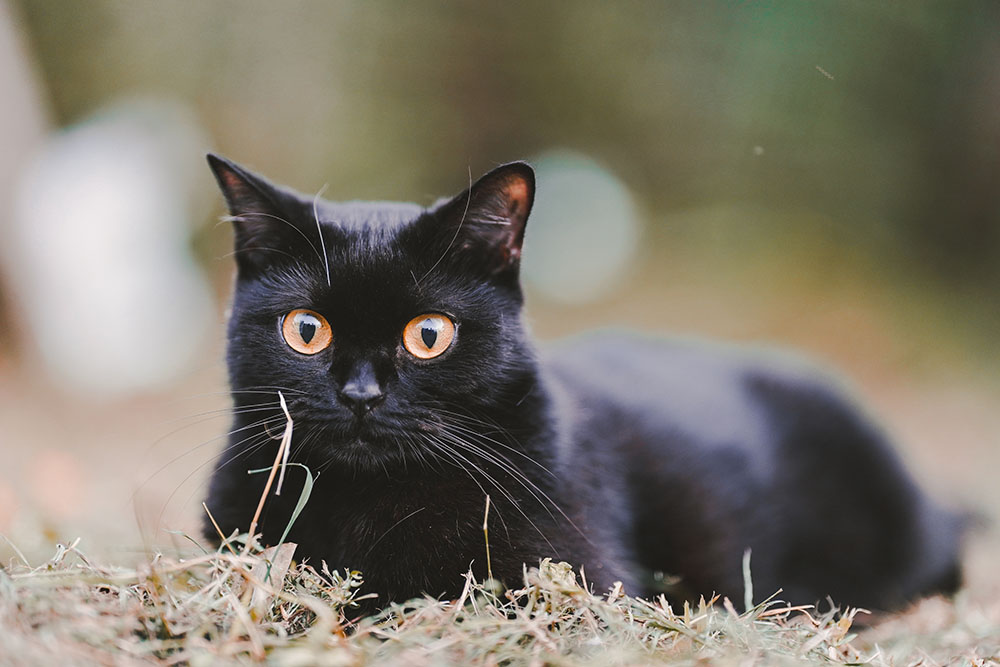 Why Do Some Black Cats Have Orange Eyes? Vet Approved Facts & FAQ