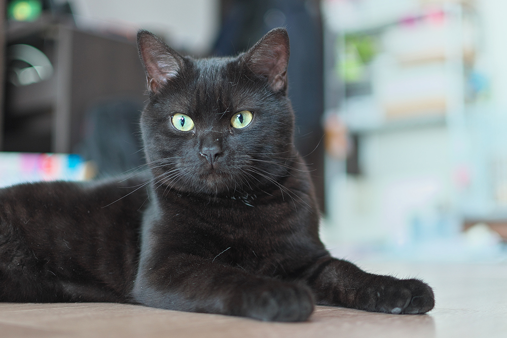 Is It True That All Black Cats Have Green Eyes? Vet-Reviewed Facts & FAQ