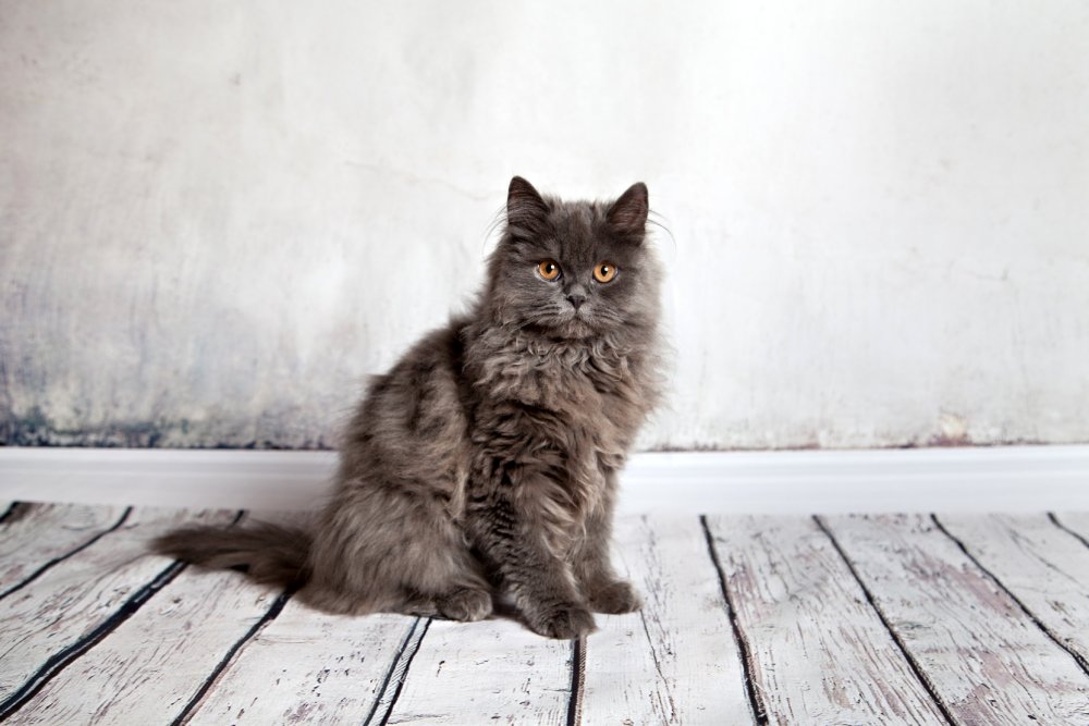 Persian Cat Grooming Tips: Vet-Verified Guide