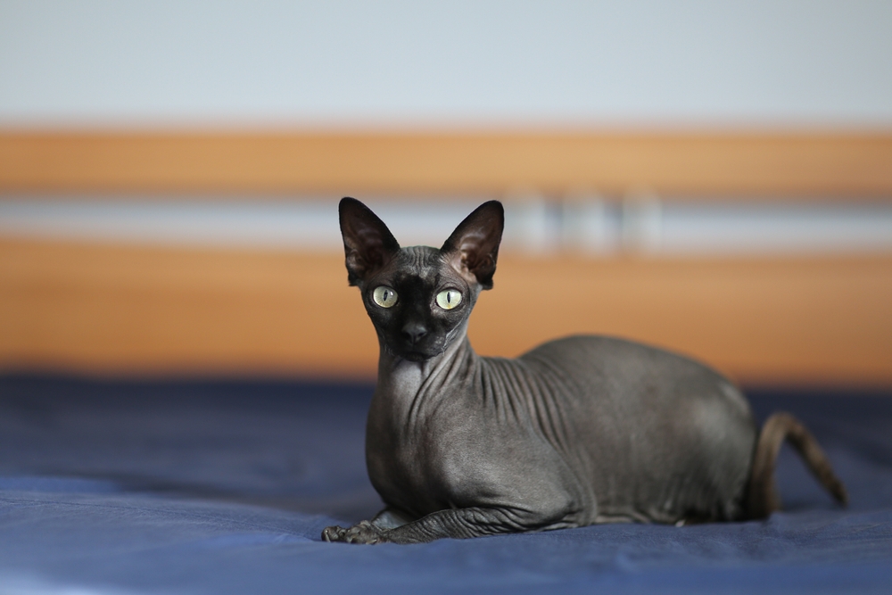 Are Sphynx Cats Hypoallergenic? Breed Facts & Allergy Tips