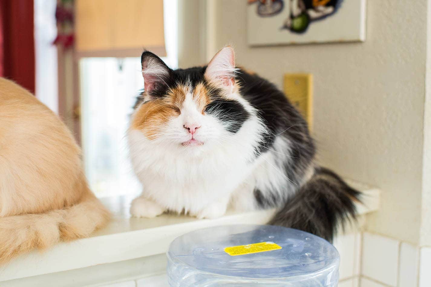 What Kind of Toys Do Blind Cats Like? 4 Vet-Reviewed Types & Suggestions