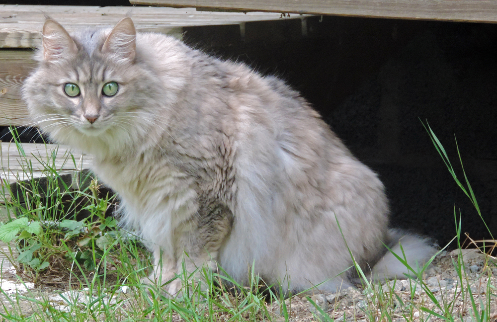blue cream turkish angora