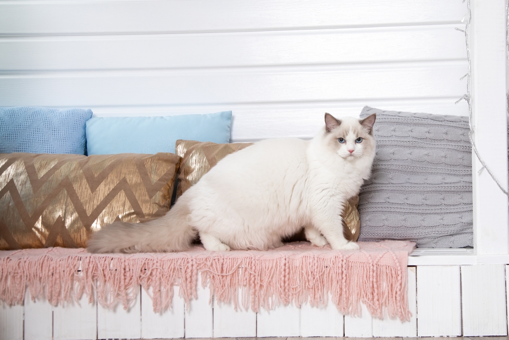 Do Ragdoll Cats Scratch Furniture? Vet-Verified Common Causes & Prevention Tips