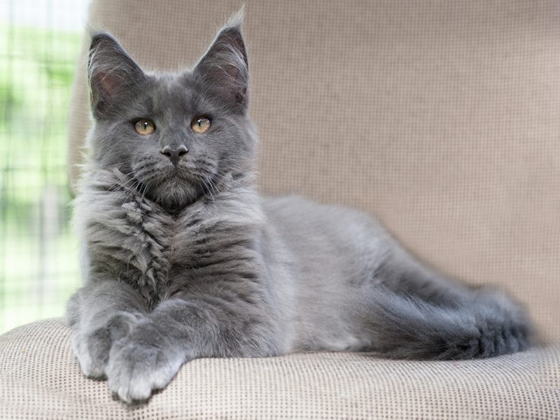 Grey Maine Coon: Does It Even Exist?